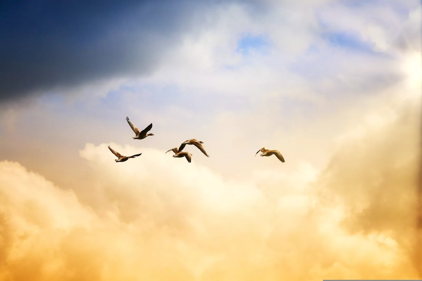 vol d’oiseaux libres