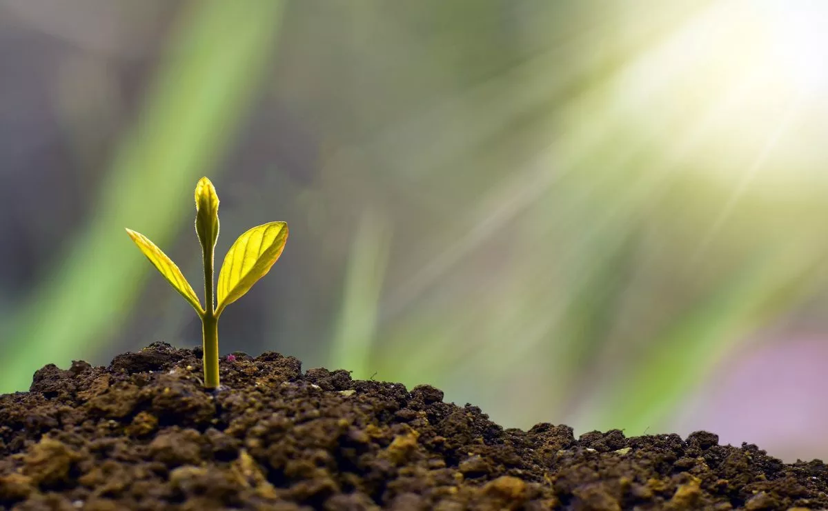 Le printemps : le réveil des sens et la célébration du retour de la lumière